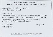 Orthotrichum hallii image