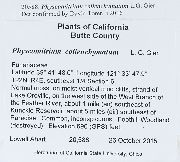 Physcomitrium collenchymatum image