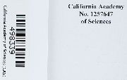 Rhizomnium appalachianum image