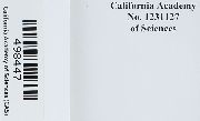 Polytrichastrum longisetum image