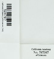 Leptodontium flexifolium image