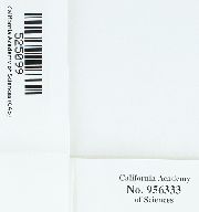 Stegonia latifolia image