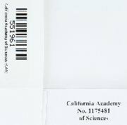 Tortula californica image