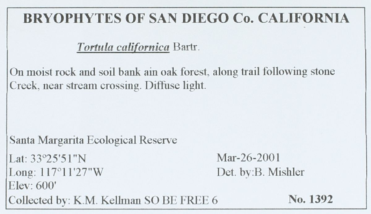 Tortula californica image