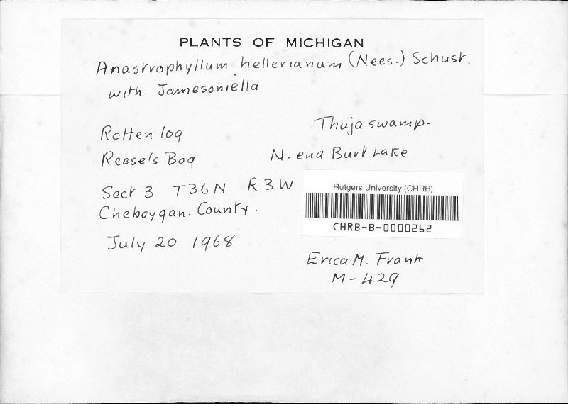 Anastrophyllum hellerianum image