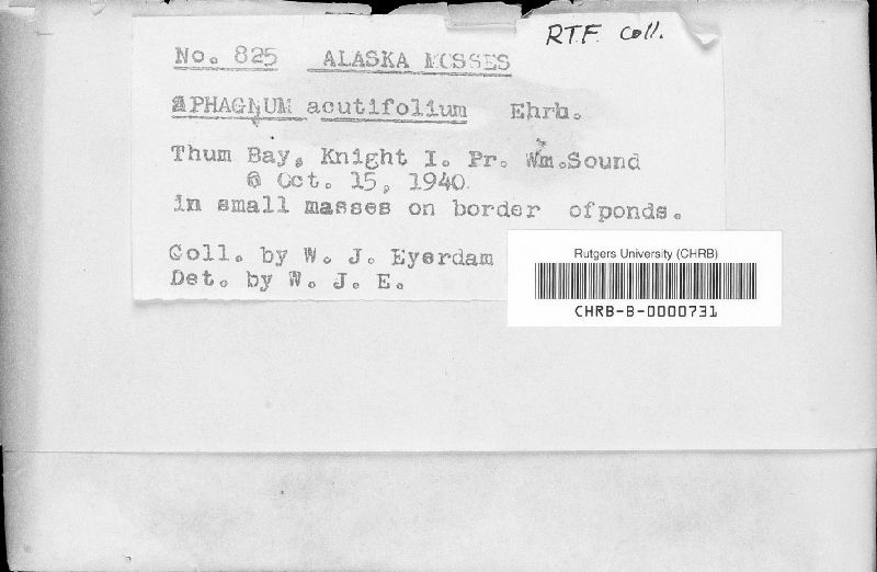 Sphagnum acutifolium image