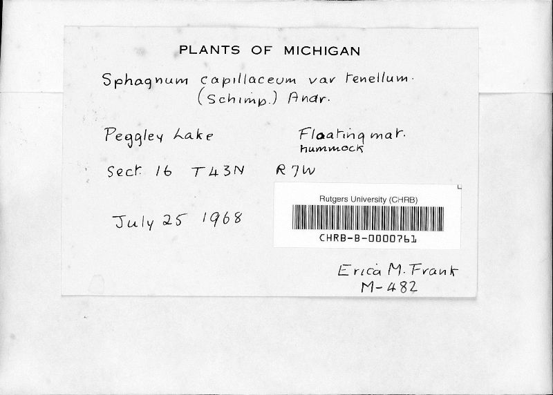 Sphagnum capillaceum image