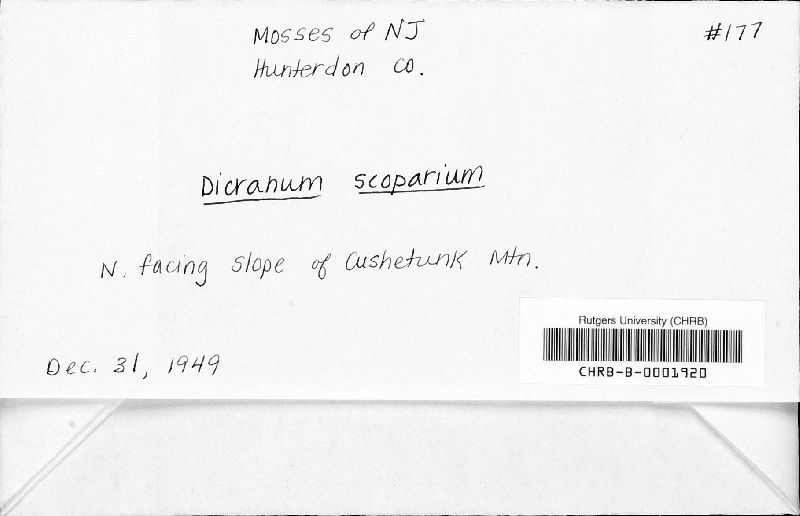 Dicranum scoparium image