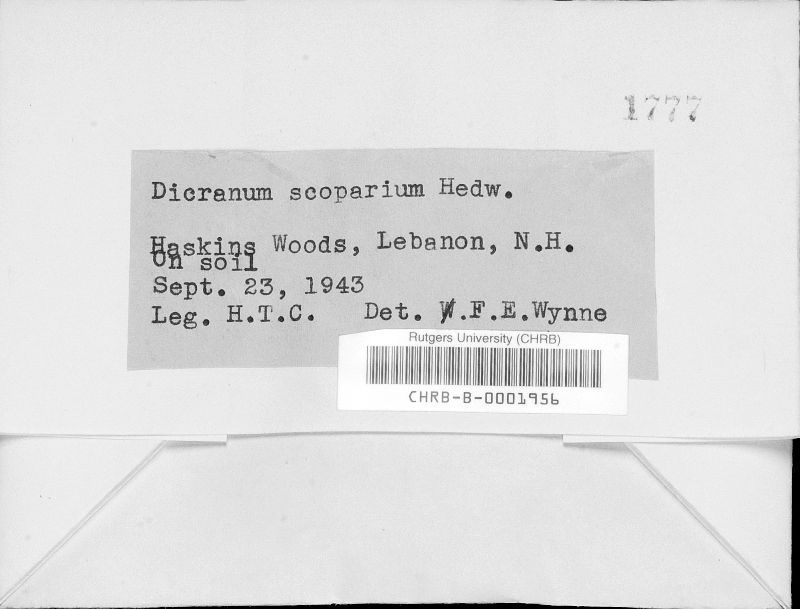 Dicranum scoparium image