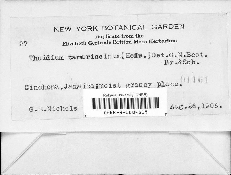 Thuidium tamariscinum image