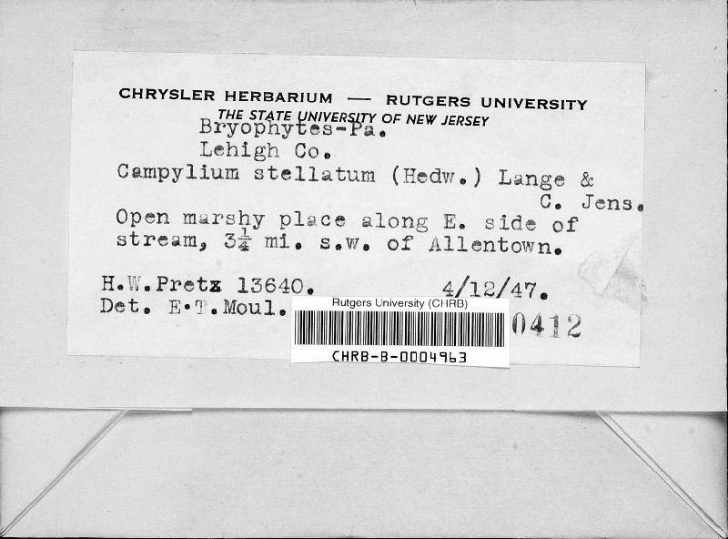 Campylium stellatum image