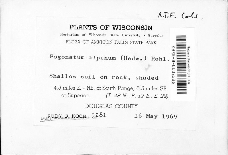 Polytrichastrum alpinum image