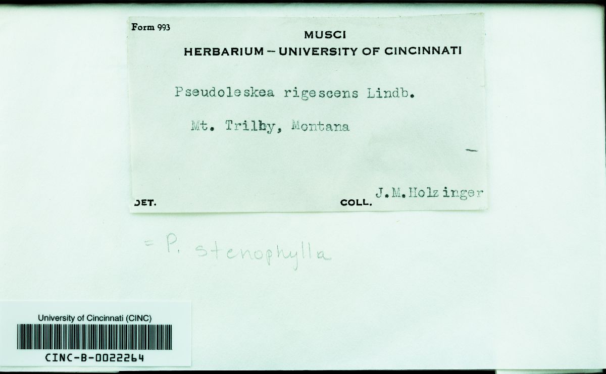 Lescuraea stenophylla image