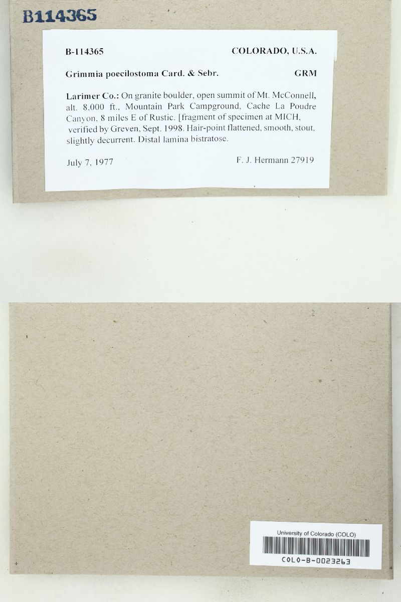 Grimmia poecilostoma image