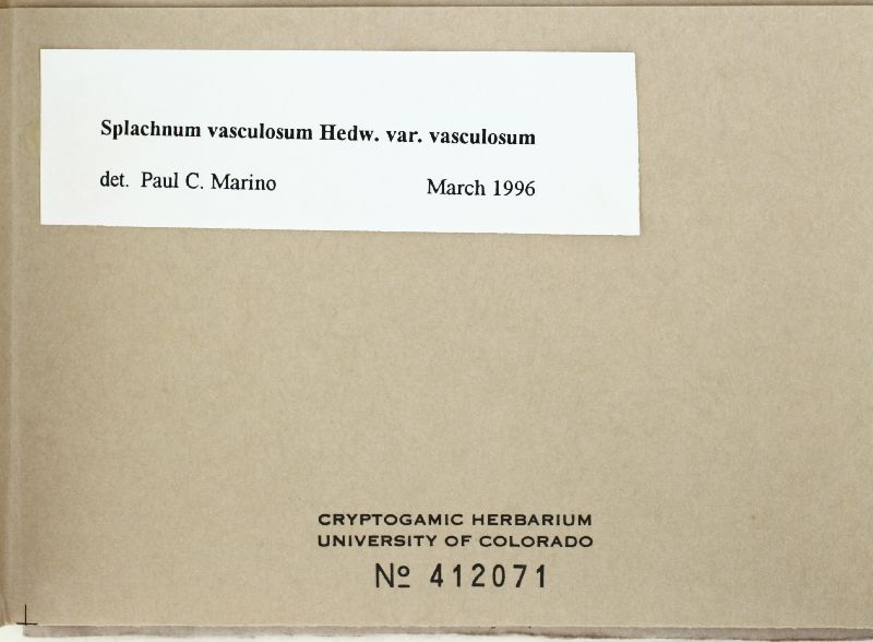 Splachnum vasculosum image