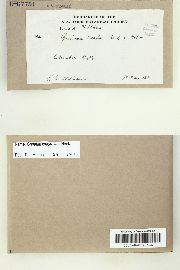 Grimmia longirostris image
