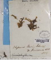 Bryoandersonia illecebra image