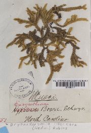 Bryoandersonia illecebra image