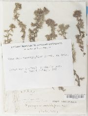 Sphagnum macrophyllum image