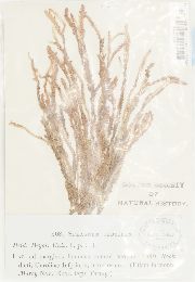 Sphagnum cyclophyllum image