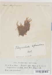 Plagiochila spinulosa image