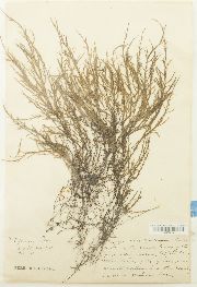 Fontinalis sphagnifolia image