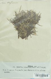Sematophyllum demissum image