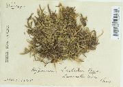 Brachythecium laetum image