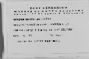 Sphagnum carolinianum image