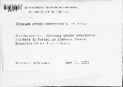 Ptilium crista-castrensis image
