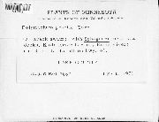 Polytrichastrum longisetum image