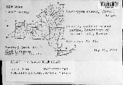 Rhodobryum ontariense image