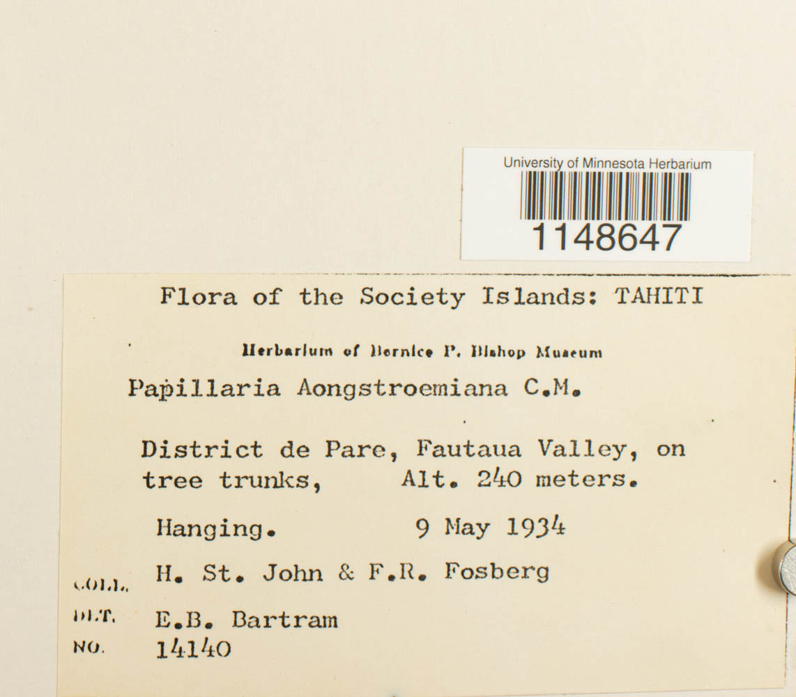 Papillaria image