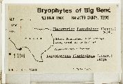 Platygyrium fuscoluteum image