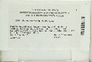 Rosulabryum erythroloma image