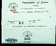 Acrolejeunea sandvicensis image