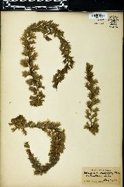 Sphagnum macrophyllum image