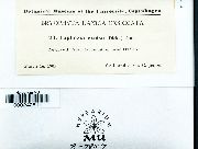 Lophoziopsis excisa image