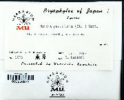 Alobiellopsis parvifolia image