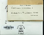 Splachnum vasculosum image