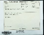 Pelekium versicolor image