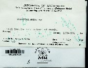 Mitthyridium jungquilianum image