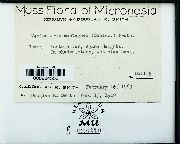 Vesicularia vesicularis image