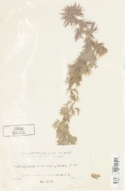 Sphagnum macrophyllum image