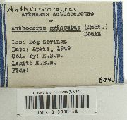 Anthoceros punctatus image