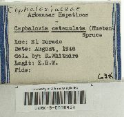 Fuscocephaloziopsis catenulata image