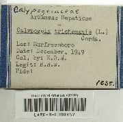 Calypogeia fissa image