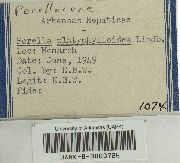 Porella platyphylloidea image