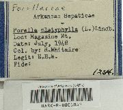 Porella platyphylloidea image