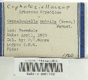 Cephaloziella rubella image
